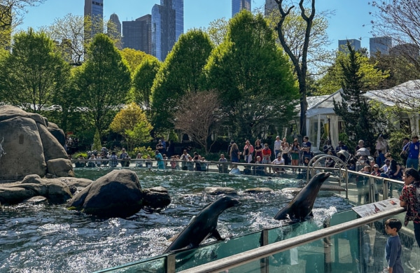 Loutres au zoo de Central Park