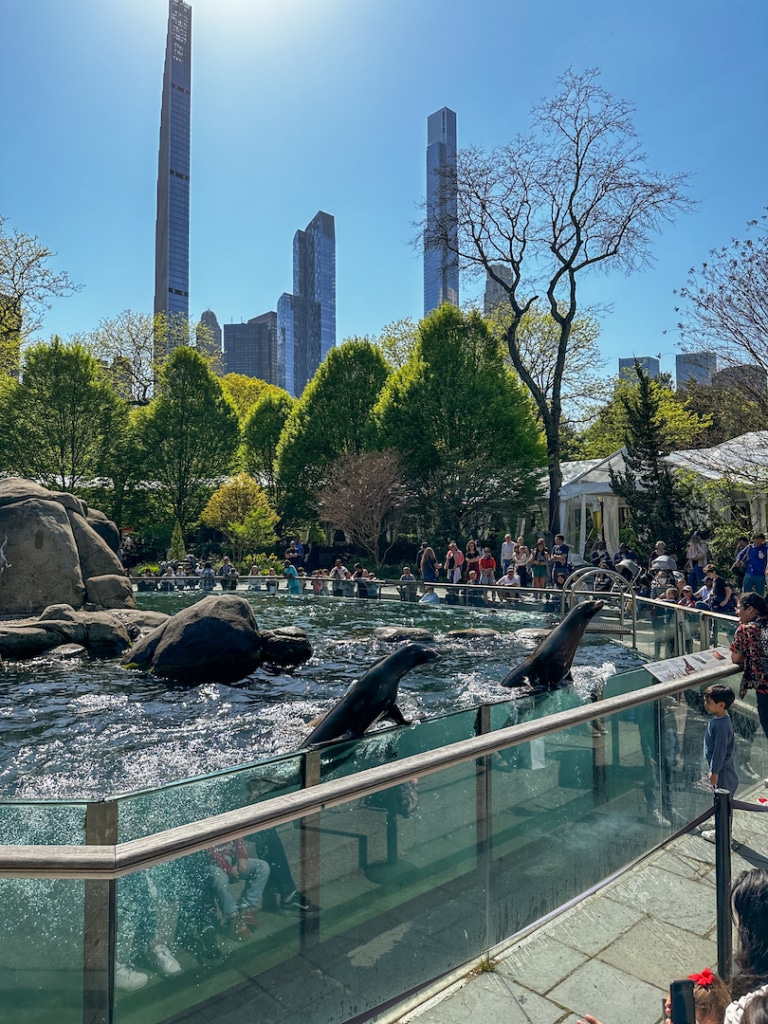 Bassin des loutres au zoo de Central Park