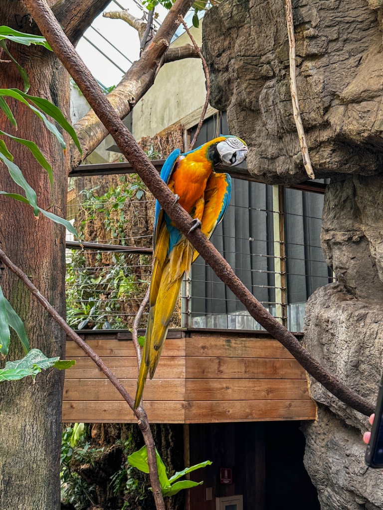 Perroquet du zoo de Central Park