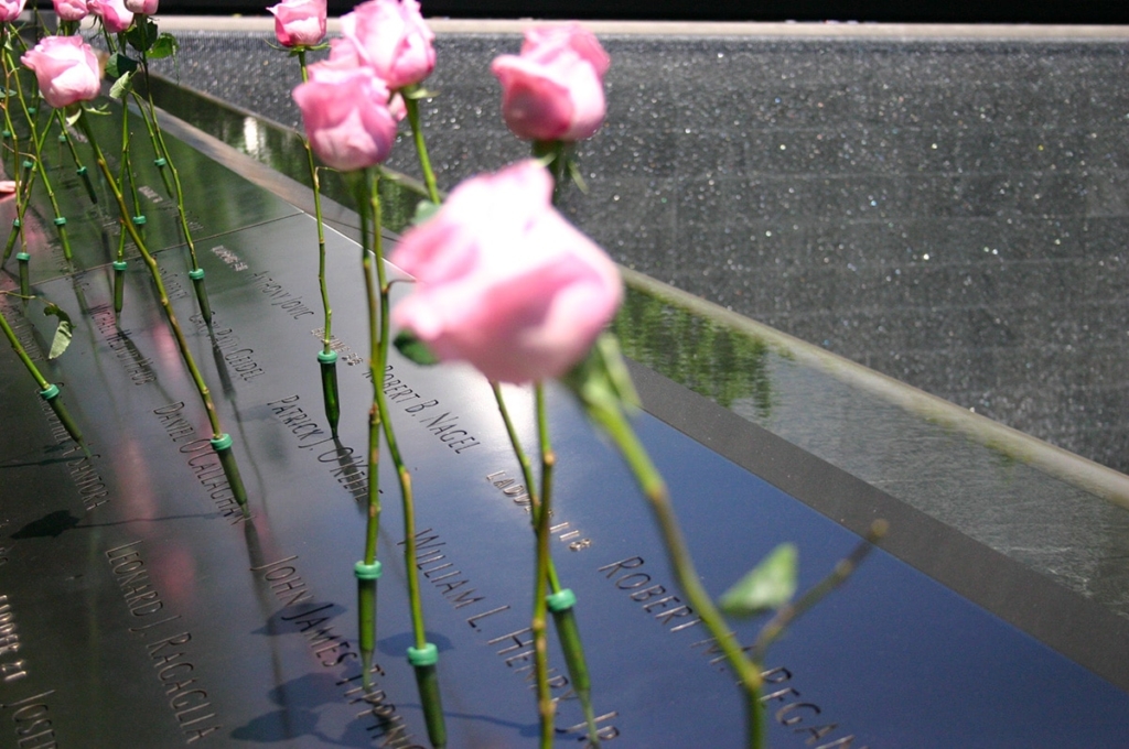 Roses autour des bassins du World Trade Center | Memorial du 11 Septembre New York