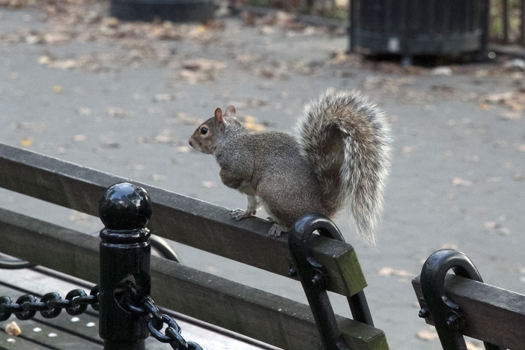 Un écureuil posé sur un banc de Washnigton Square Park