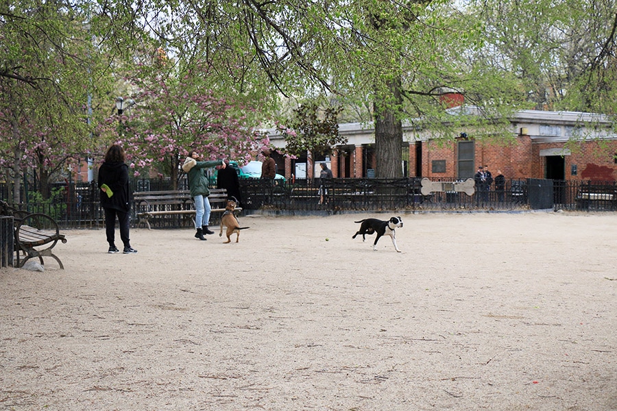 Parc avec des chiens qui jouent à New York