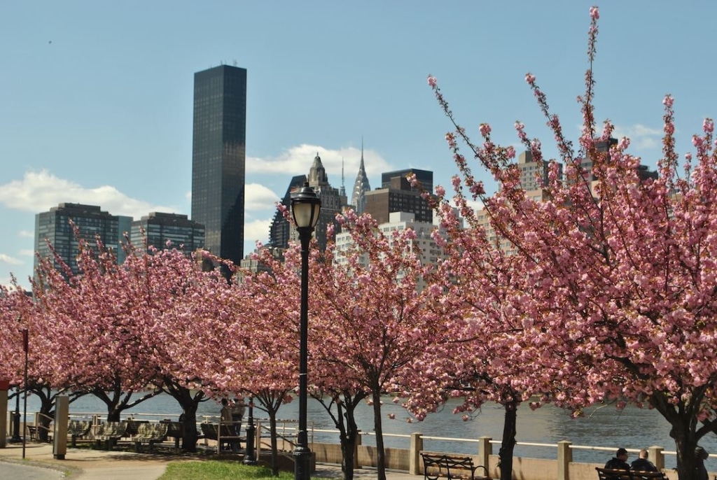 Cerisiers fleuris sur Roosevelt Island à New York