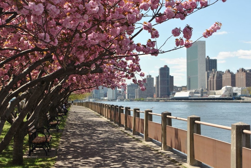 Cerisiers fleuris sur Roosevelt Island à New York