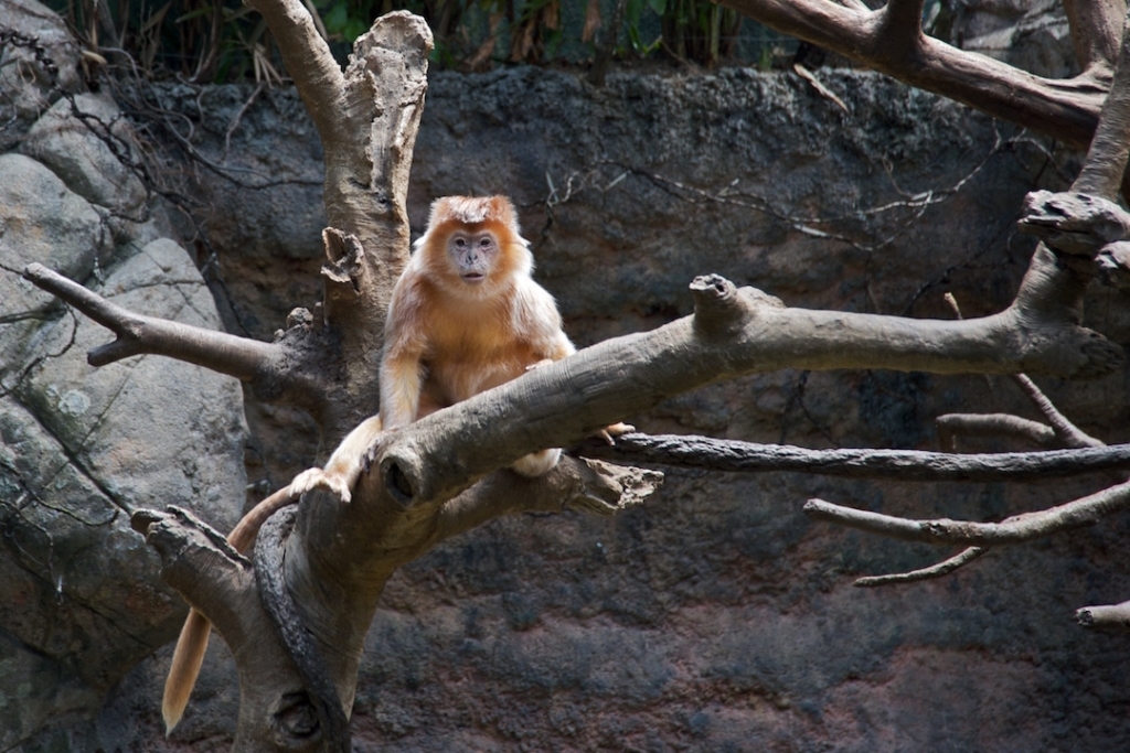 Singe au zoo du Bronx à New York