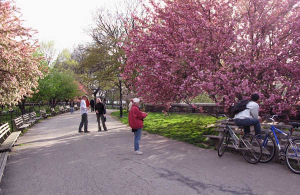 Arbres fleuris au Riverside Park à New York